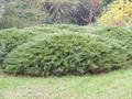 savin juniper